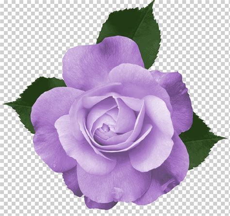 Flor Color De Rosa Morado Gladiolo Pintura De Acuarela P Rpura