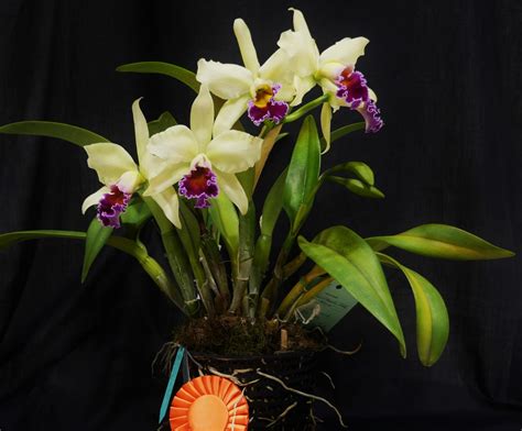 Gold Ribbon Winner Blc. Hausermann’s Jade ‘Allision owned by Karen ...