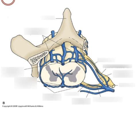 Venous Drainage Of Spinal Cord Diagram Quizlet