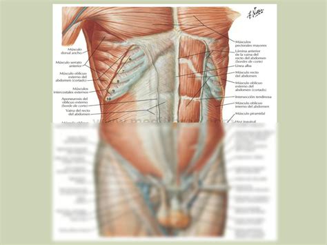 SOLUTION Pared Anterolateral Del Abdomen Anatomia Studypool