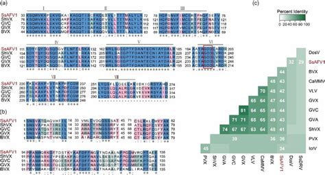 Multiple Alignment Analysis Of RdRp And CP Of SsAFV1 And Selected