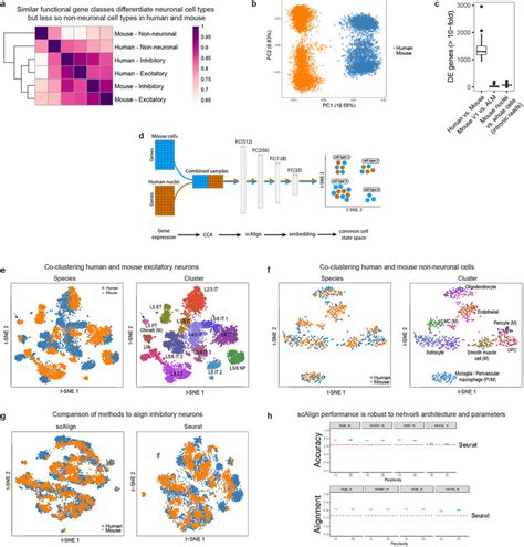 Aligning SnRNA Seq And ScRNA Seq Data From Human And Mouse Cortex A