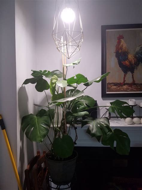 Do You Recommend Using Grow Lights If So What Kind Set Up R Indoorgarden