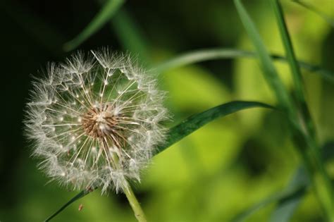 Kostenlose foto Natur Gras Ast Feld Fotografie Wiese Löwenzahn