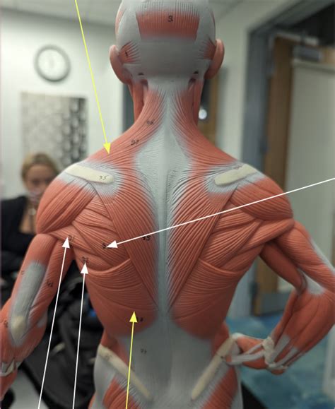 Posterior Thorax Pt 1 Diagram Quizlet