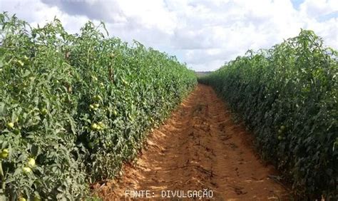 TOMATE CEPEA oferta estável preços se mantêm em SP e BH HF Brasil