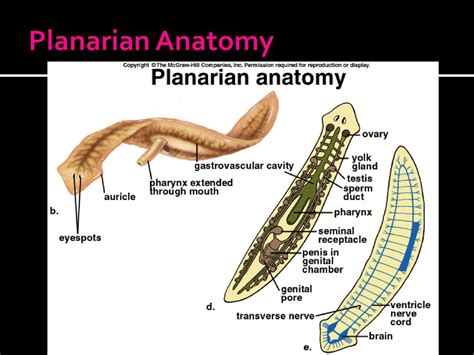 Platyhelminthes Anatomy