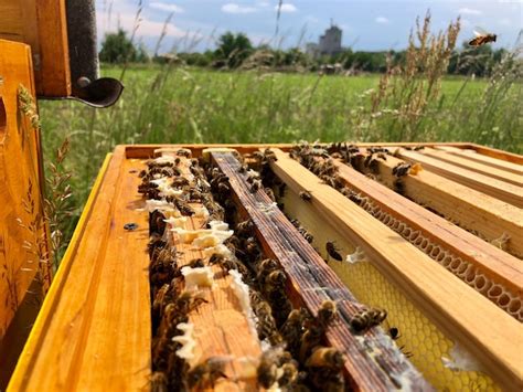 Premium Photo High Angle View Of Honey Bees On Beehive