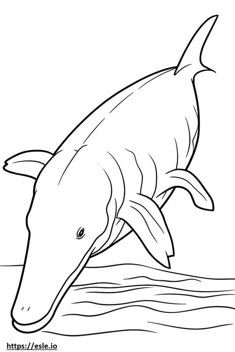 Bowhead Whale Playing Coloring Page