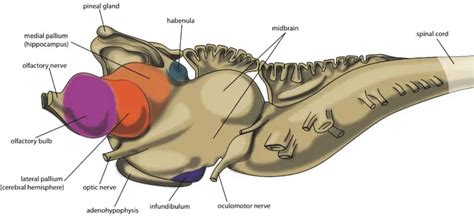 Nervous System And Excretory System Of Petromyzon IMALUOP