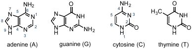 Chemical Structure Of Nucleic Acids