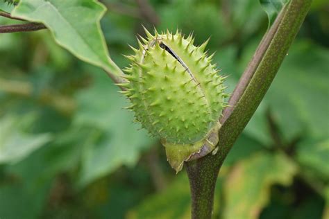 Datura Stramonium