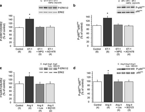 Et Induced Phosphorylation Of Erk And P Rsk In Isolated Cat