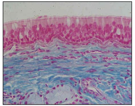Tessuto Epiteliale Di Rivestimento Istologia Flashcards Quizlet