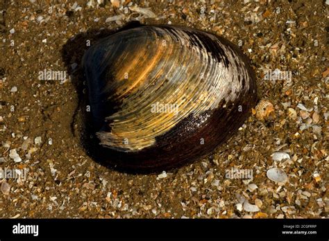 Structure of a bivalve hi-res stock photography and images - Alamy