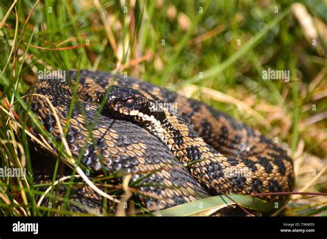 British adder hi-res stock photography and images - Alamy