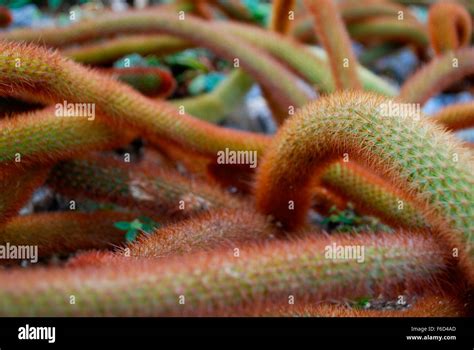 Phallic plant hi-res stock photography and images - Alamy