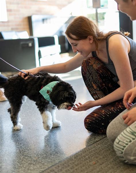 Pup Patient Returns To Msu As Therapy Dog For Students College Of