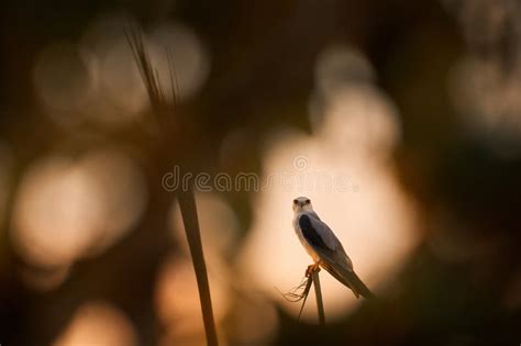 Black Winged Kite Elanus Caeruleus Bird Of Prey Sitting On The Grass