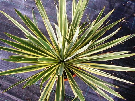 Yucca Filamentosa Bright Edge Gorini Piante