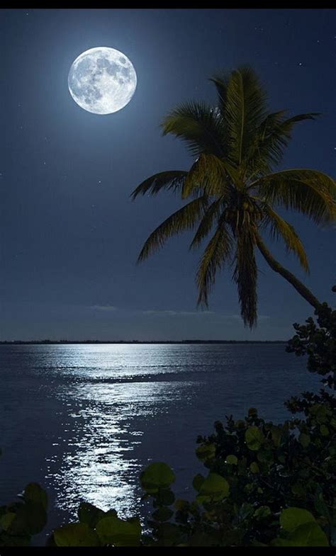 Южная ночь на берегу . | Beautiful nature pictures, Night sky ...