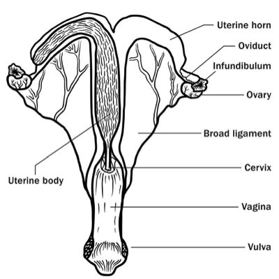 Equine Repro Exam 1 Quiz Questions Flashcards Quizlet