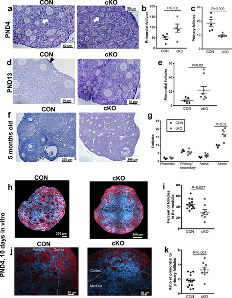 Increased Number Of Primordial Follicles In Immature NR5A2 Knock Out