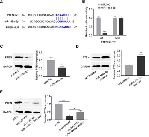 Circstam Could Sponge Mir A P To Regulate Pten Expression A