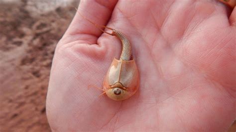 Triops Information Concerning The Three Eyed Dinosaur Shrimp