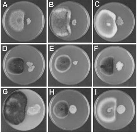 Inhibition Of Hyphal Growth Of Plant Pathogens Rhizoctonia Solani