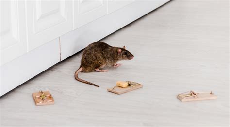 How to Control Rodents - Control Methods and Prevention