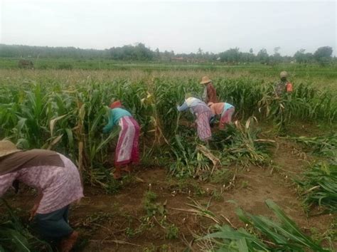 Babinsa Ganding Bantu Panen Jagung Silase Di Bataal Timur Hasil Hingga