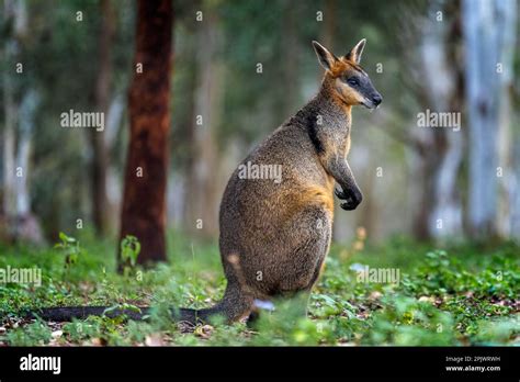 Swamp Wallaby Wallabia Bicolor Standing In Open Woodlands Queensland