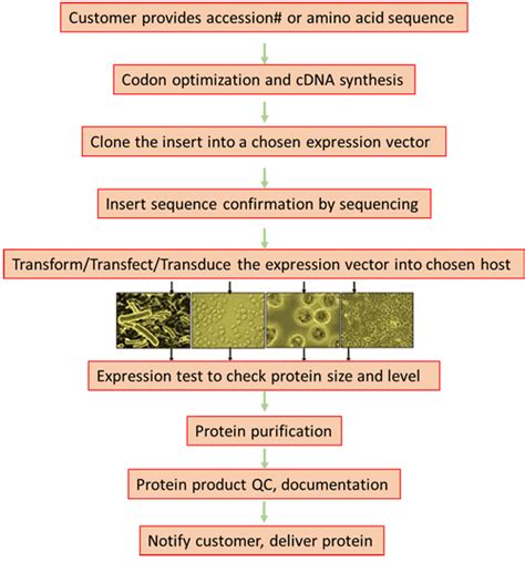 Recombinant Protein Expression And Purification NB SC101 Novatein