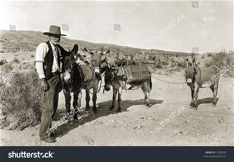 Vintage Photo Of A Prospector And Mules 1307878 Shutterstock