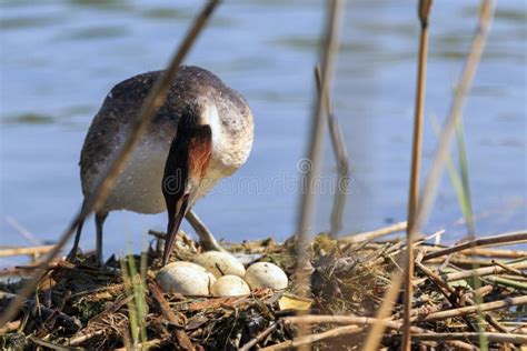 Bird hatching its eggs stock image. Image of birth, landscape - 55129407