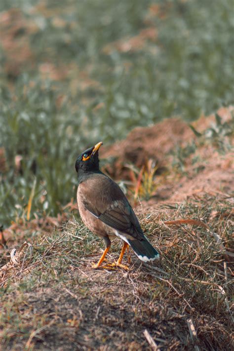 Brown And Black Bird Painting · Free Stock Photo