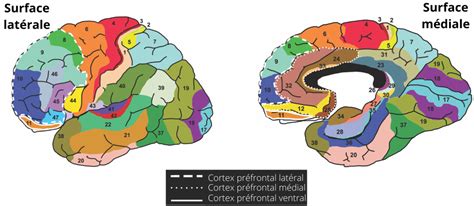 Comment Fonctionne Le Cerveau Humain Speechneurolab