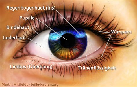 Aufbau Des Menschlichen Auges Funktionen Lasikon