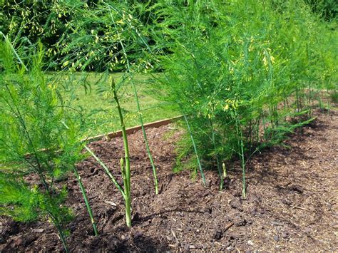 Gruener Spargel Im Garten