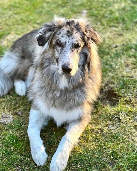 Great Pyrenees Australian Shepherd Mix Facts Pictures