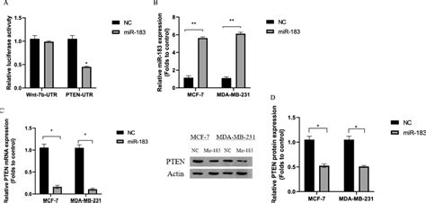 Mir Targets Pten Expression A Pten Is A Direct Target Of Mir