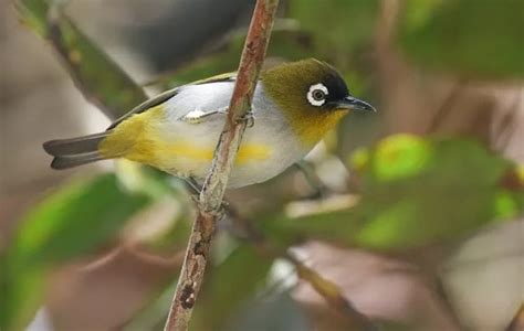 Ini Jenis Burung Pleci Yang Bagus Di Indonesia Suaranya Merdu