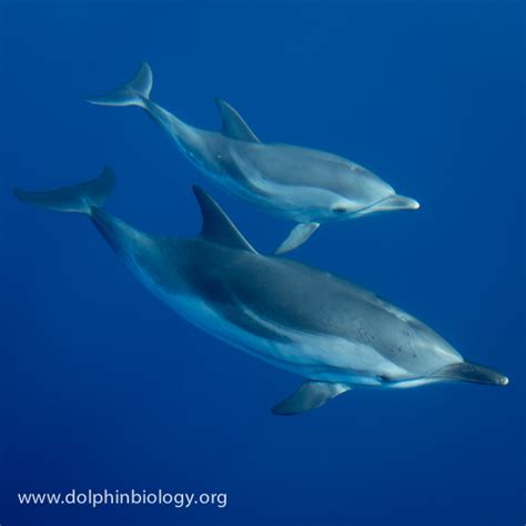 Dolphin Biology and Conservation: Family