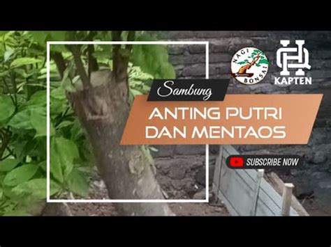 Sambung Anting Putri Dengan Mentaos Bonsai Taman Hqkapten4047