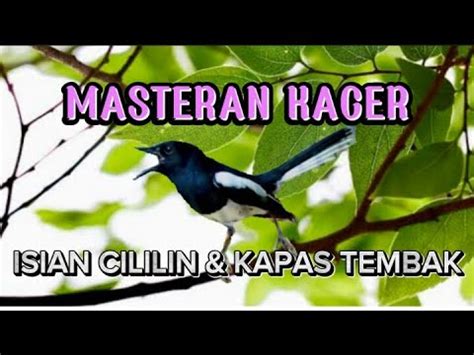 Masteran Burung Kacer Isian Cililin Dan Kapas Tembak Mantap Untuk