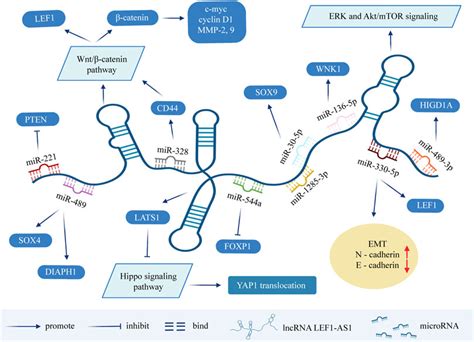 Frontiers Current Research Progress Of The Role Of LncRNA LEF1 AS1 In