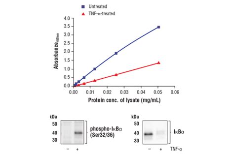 Fastscan™ Total Iκbα Elisa Kit Cell Signaling Technology