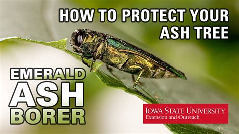 How To Protect Ash Trees From Emerald Ash Borer Youtube