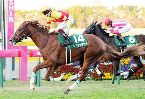 【京阪杯】3歳馬トウシンマカオが1番人気に応えて重賞初制覇！来春の短距離王候補に躍り出た Umatoku 馬トク